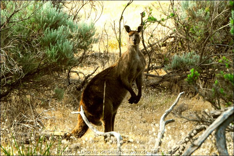 kangaroo0_5966-m1.jpg