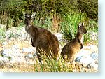 kangaroo1_6001-c1.jpg