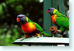 birds0_4817-m1-parakeets.jpg