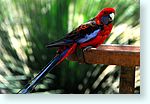 birds0_5471-m1b-parakeet.jpg