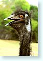birds1_4842-m2-ostrich.jpg