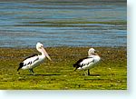 birds1_5887-c3-pelicans.jpg