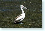 birds1_5904-pelican.jpg