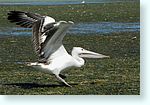 birds1_5914-c1-pelican.jpg