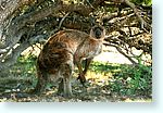 kangaroo0_5353-m2b.jpg
