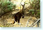 kangaroo0_5966-m1.jpg