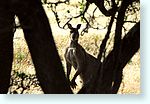 kangaroo0_5976-m1.jpg