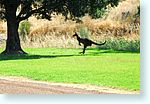 kangaroo1_5174.jpg