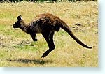 kangaroo1_5399-c2.jpg