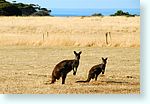 kangaroo2_5215.jpg