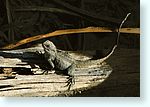 reptile1_4030-c1.jpg