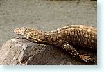 reptile1_4826-m1.jpg