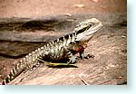 reptile1_4872-m2.jpg