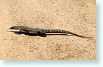 reptile1_5019-c1m1.jpg