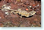reptile1_6269-m1.jpg