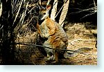 wallaby1_5247-m1.jpg