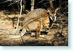 wallaby1_5272.jpg