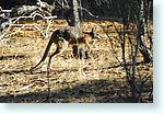 wallaby1_5312.jpg
