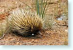 y-echidna1_5121.jpg