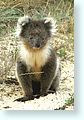 z-koala1_4931-10-m3.jpg