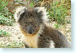 z-koala1_4933-m2.jpg