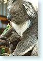 z-koala1_5081-m2.jpg