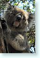 z-koala1_5523-m1.jpg