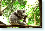 z-koala2_4863-m2.jpg