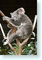 z-koala2_4895-m3.jpg