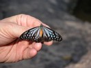 Butterflies in Thailand